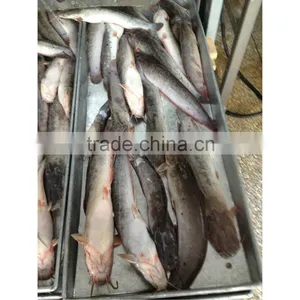 Fat Big Frozen Whole Catfish on Sale thumbnail-1