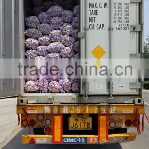 Common Cultivation Liliaceous Vegetables Garlic Fresh thumbnail-6