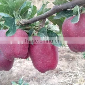 Sweetest Red Color Fresh Fruit Huaniu Apple From China thumbnail-4