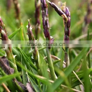 Zoysia Japonica thumbnail-6