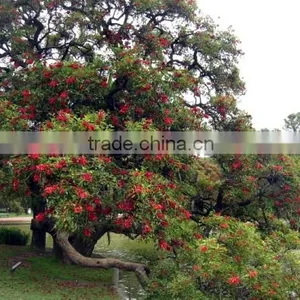 Erythrina Crista-galli Linn thumbnail-5