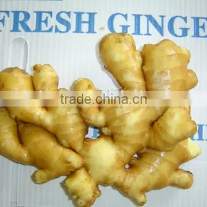 Fresh Washed Ginger thumbnail-2