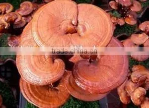 High Quality Natural Ganoderma Lucidum Spore Extract thumbnail-1