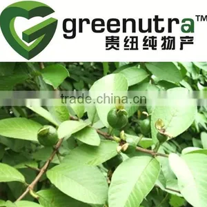 Guava Leaf Extract thumbnail-1