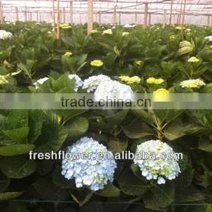 Supply High Quality of Hydrangea From China thumbnail-1