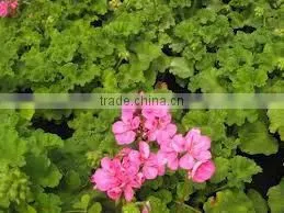 GERANIUM ESSENTIAL OIL thumbnail-1