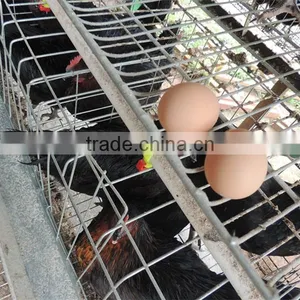 Zimbabwe Poultry Cage Dip Hot Chicken thumbnail-1