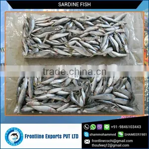 Whole Frozen Sardine Fish thumbnail-1