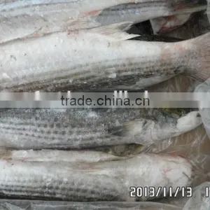 Frozen Grey Mullet 1000-1500g thumbnail-1