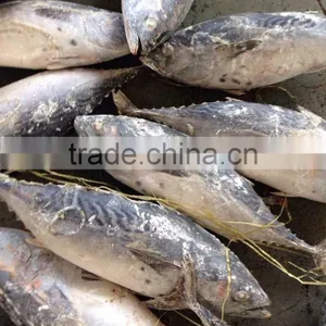 Frozen Skate Wing of Bonito Tuna thumbnail-1