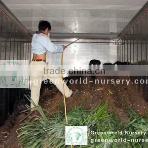 Trachycarpus Fortunei Inside Container thumbnail-1