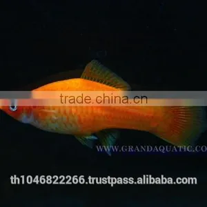 Swordtail Fish / Live Ornamental Fish thumbnail-4