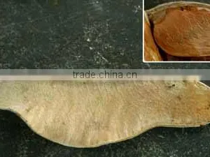 Butea Monosperma thumbnail-1