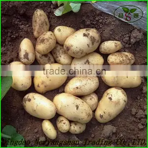 2015 Cang Shan 4-6 Clove Garlic(The Best Quality) thumbnail-4