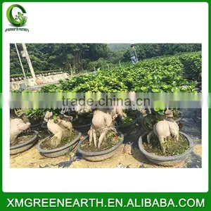 Ginseng Ficus 5kg (1) thumbnail-2