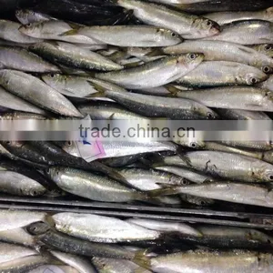Frozen Sardine Fish Sardinella Longiceps From Pacific Ocean thumbnail-3