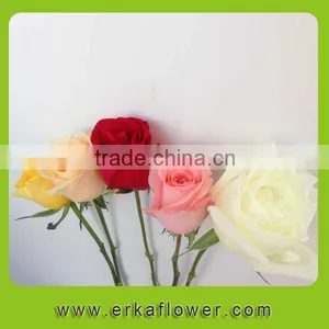High Quality Hot Selling Factory Direct Sale Importers thumbnail-1