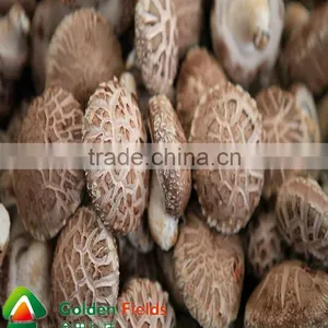 2016 New Flavour Seasoned Shiitake Mushrooms Cultivation Spawn thumbnail-5