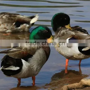 Mallard Drake Greenhead Flocking Kit Duck Hunting Device Plastic Duck Hunting Decoy thumbnail-1