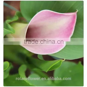 the Beautiful Pura Color Fresh Cut Red Calla Lily Flower to Express All Over the World thumbnail-2