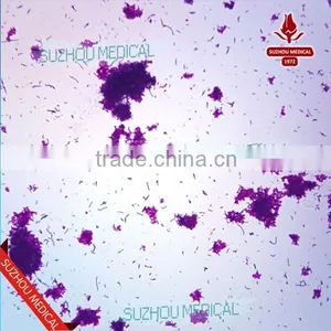 Lab Accessories Microbiology Bacteria Prepared Slides thumbnail-5