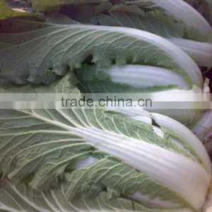 Lettuce thumbnail-4