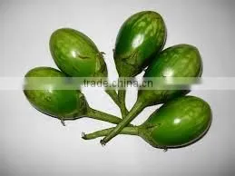 GREEN BRINJAL INDIAN thumbnail-1