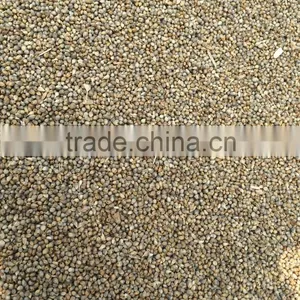 Millet Seeds Pearl Millet Bajra New 2015 thumbnail-4