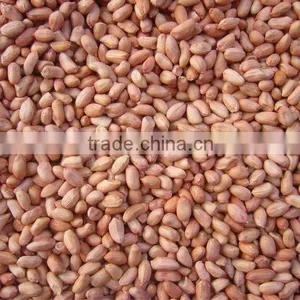 Hot Exporting China Product--2012 Fresh Peanut/peanut Kernel thumbnail-1