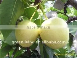 Chinese Early Su Pear thumbnail-1