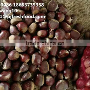 2016 New Crop Fresh Chestnuts HACCP Gap Kosher EU Standard thumbnail-2