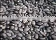 Jatropha Seeds for Bio Diesel thumbnail-1