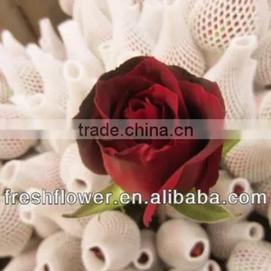 Wholesale Fresh Big Red Rose Flower thumbnail-1