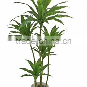 Hot Sale HX010422 Brazilan Lucky Tree thumbnail-1