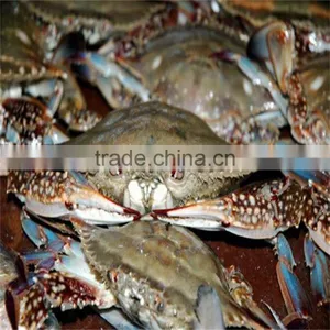 Frozen Excellent Blue Swimming Crabs With Premium Quality for Regular Sizes thumbnail-1