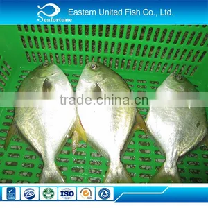 Wild New Arrival Grade a Frozen Pompano/golden Pomfret thumbnail-1