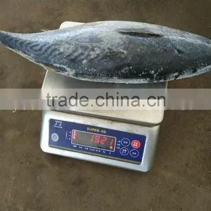 Frozen Fresh Bonito 750g up thumbnail-4