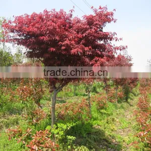 Acer Palmatum thumbnail-3