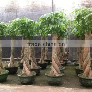 Pachira Aquatica Special Shape thumbnail-1