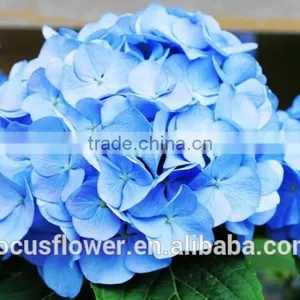 High Quality Grade A Multi Colors Cut Fresh Hydrangea Fresh Flower From Yunnan thumbnail-3