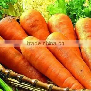 316 Chinese Fresh Carrots thumbnail-1