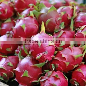 High Quality Fresh Dragon Fruit / Pitaya From Vietnam thumbnail-1