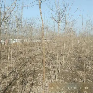 Price of 12 - Centimeter Chionanthus Retusus, Cheap, Guaranteed to Survive thumbnail-3