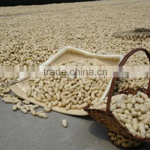 Chinese Best Selling Prosucts Raw Organic Peanuts Ground Nut in Shell Peanut in Shell 9/11 11/13 thumbnail-2
