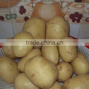 Fresh Hot Sell White Potato thumbnail-3