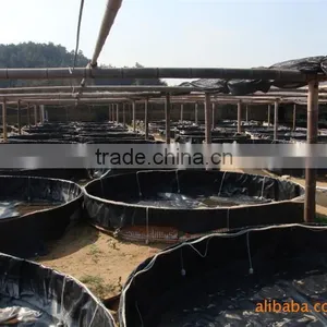 Plastic Water Tanks for Tilapia Fingerlings thumbnail-1