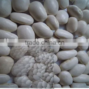 China White Kidney Beans/medium 2010 thumbnail-1