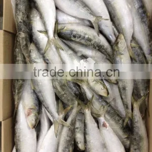 60-70g Pacific Mackerel Bait thumbnail-1