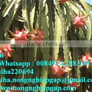 100% Natural Fresh Dragon Fruit From Vietnam-Ms Ha 84974258938 thumbnail-2