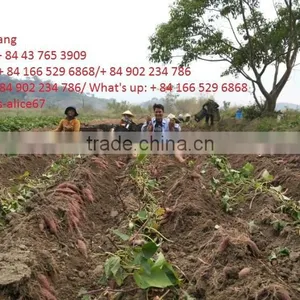 Viet Nam Sweet Potato thumbnail-3